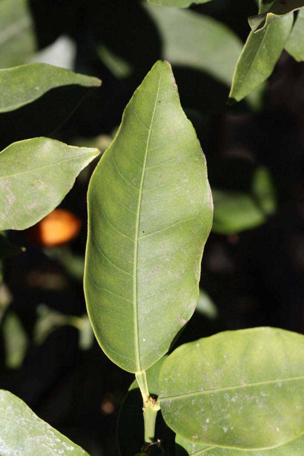              Unifoliolate leaf (Winter Haven, FL)       